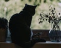 Grey cute cat in village house sitting on the window silhouette ÃÂ°ÃÂºÃâ°ÃÅ ÃÂµÃâ¬ÃÆ ÃÂ¸ÃâÃÂÃÂ» Royalty Free Stock Photo